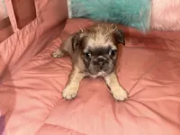 Dior, a female French Bulldog for sale in Chevy Chase, MD – 2 of 4