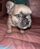 Rocky , a female French Bulldog for sale in Chevy Chase, MD – 3 of 5