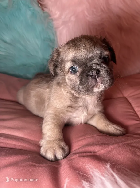 Dior – French Bulldog puppy for sale in Chevy Chase, MD