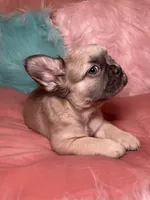   Chanel , a female French Bulldog for sale in Chevy Chase, MD – 2 of 2