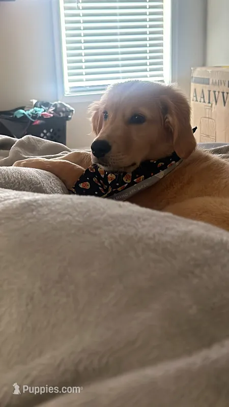Zeus  – Golden Retriever puppy for sale in Buford, GA