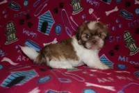 CKC Daisy, a female Shih Tzu for sale in Wildwood, FL – Photo 2 of 3