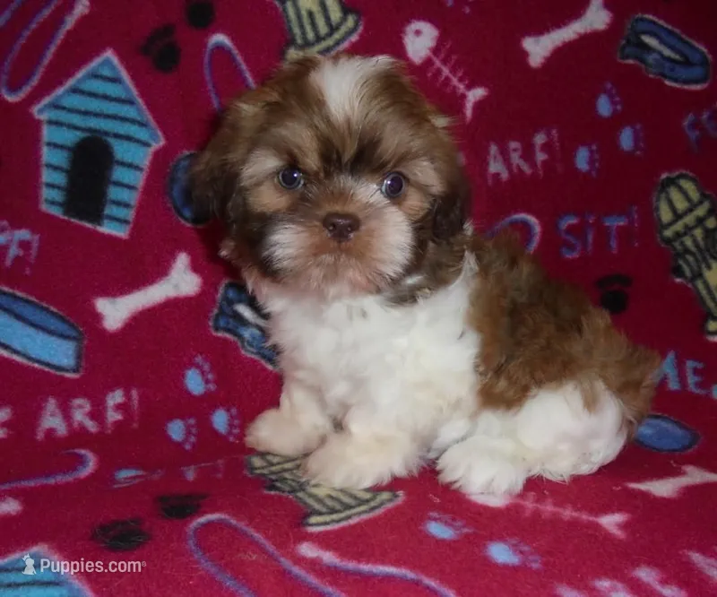CKC Daisy – Shih Tzu puppy for sale in Wildwood, FL