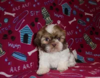 CKC Daisy, a female Shih Tzu for sale in Wildwood, FL – Photo 3 of 3