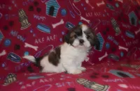 AKC Sammy, a male Shih Tzu for sale in Wildwood, FL – Photo 2 of 4