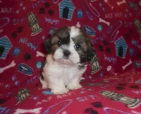 AKC Sammy, a male Shih Tzu for sale in Wildwood, FL – Photo 1 of 4