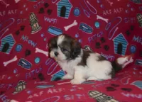AKC Sammy, a male Shih Tzu for sale in Wildwood, FL – Photo 4 of 4