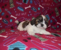 AKC Sammy, a male Shih Tzu for sale in Wildwood, FL – Photo 3 of 4