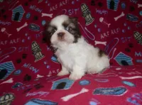 CKC Smurf, a male Shih Tzu for sale in Wildwood, FL – Photo 3 of 3
