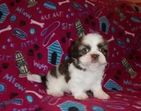 CKC Smurf, a male Shih Tzu for sale in Wildwood, FL – Photo 1 of 3
