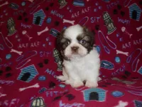 CKC Smurf, a male Shih Tzu for sale in Wildwood, FL – Photo 2 of 3