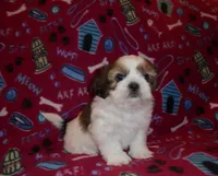 AKC Benji, a male Shih Tzu for sale in Wildwood, FL – Photo 3 of 3