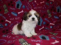 AKC Benji, a male Shih Tzu for sale in Wildwood, FL – Photo 1 of 3