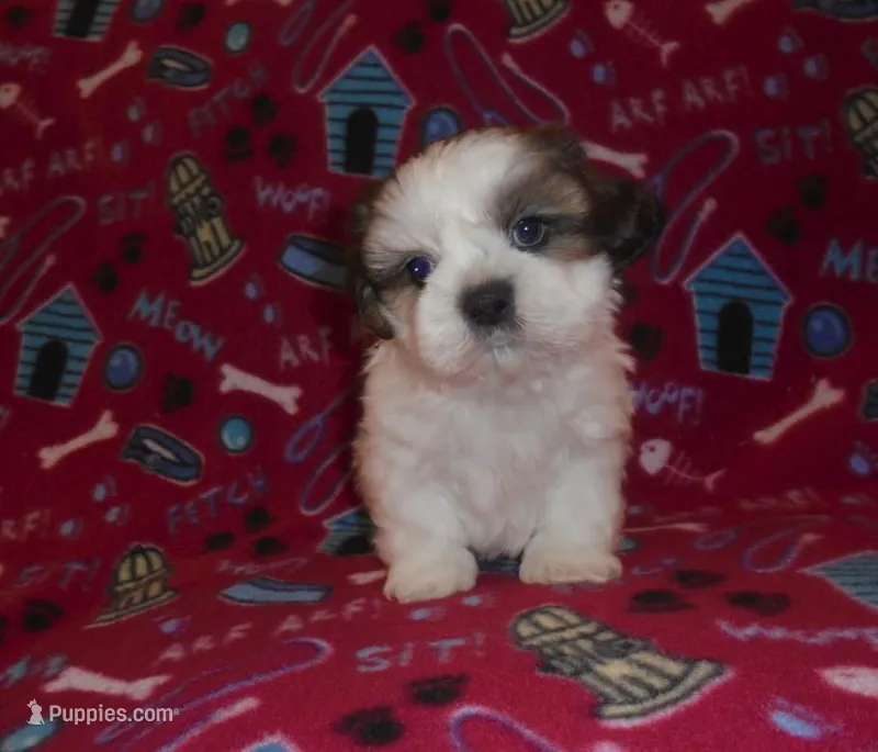 Leo – Shih Tzu puppy for sale in Wildwood, FL