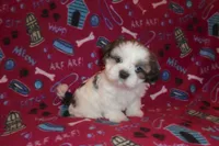 Leo, a male Shih Tzu for sale in Wildwood, FL – Photo 2 of 4