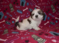 Leo, a male Shih Tzu for sale in Wildwood, FL – Photo 4 of 4