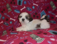 Leo, a male Shih Tzu for sale in Wildwood, FL – Photo 3 of 4