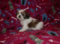 AKC Benji, a male Shih Tzu for sale in Wildwood, FL – Photo 2 of 3