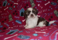 CKC Gizmo, a male Shih Tzu for sale in Wildwood, FL – Photo 2 of 3