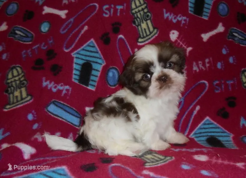 CKC Gizmo – Shih Tzu puppy for sale in Wildwood, FL
