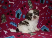 CKC Gizmo, a male Shih Tzu for sale in Wildwood, FL – Photo 1 of 3