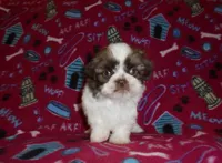 CKC Gizmo, a male Shih Tzu for sale in Wildwood, FL – Photo 3 of 3
