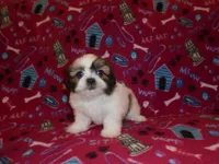 Sassy, a female Shih Tzu for sale in Wildwood, FL – Photo 1 of 3
