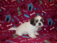 Sassy, a female Shih Tzu for sale in Wildwood, FL – Photo 2 of 3