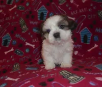 AKC Leo, a male Shih Tzu for sale in Wildwood, FL – Photo 2 of 4