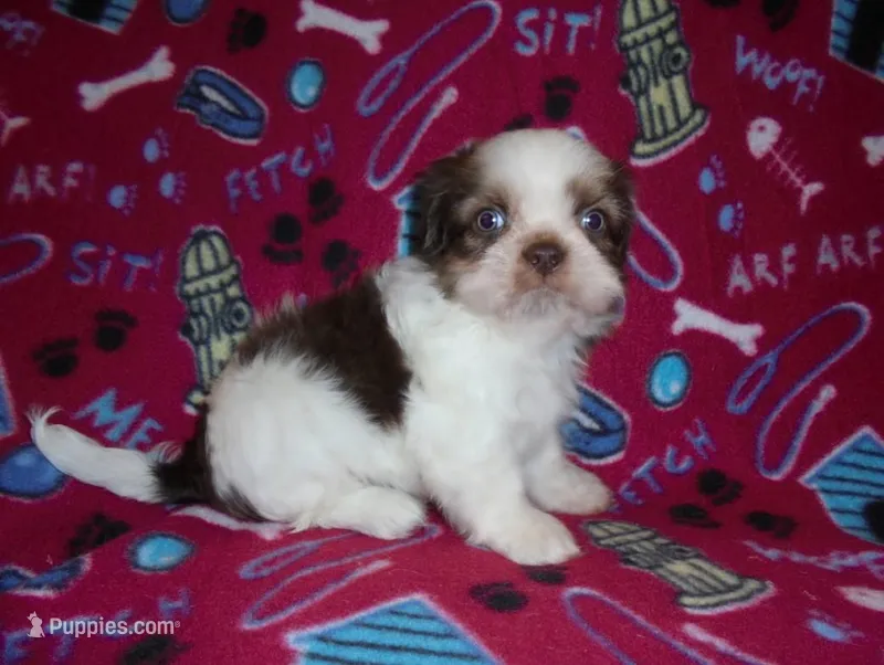 CKC Ziggy – Shih Tzu puppy for sale in Wildwood, FL