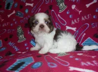 CKC Ziggy, a male Shih Tzu for sale in Wildwood, FL – Photo 1 of 3