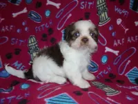 CKC Ziggy, a male Shih Tzu for sale in Wildwood, FL – Photo 3 of 3