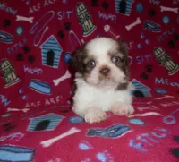 CKC Ziggy, a male Shih Tzu for sale in Wildwood, FL – Photo 2 of 3