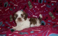 CKC Snoopy, a male Shih Tzu for sale in Wildwood, FL – Photo 2 of 3