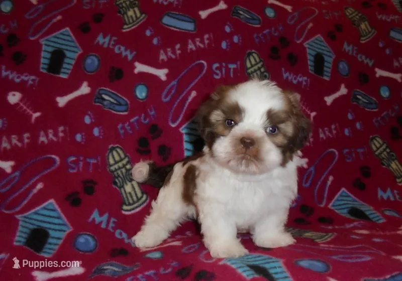 CKC Snoopy – Shih Tzu puppy for sale in Wildwood, FL
