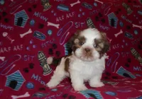 CKC Snoopy, a male Shih Tzu for sale in Wildwood, FL – Photo 1 of 3