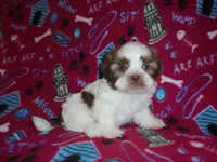 CKC Snoopy, a male Shih Tzu for sale in Wildwood, FL – Photo 3 of 3