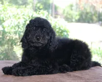 AKC Hazel 17 Champion Bloodlines Family Raised Black Blue Female, a female Poodle - Standard  for sale in Haines City, FL – 4 of 5