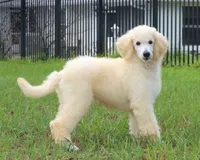AKC Sunny 17 Champion Bloodlines Family Raised Clearing to White, a male Poodle - Standard  for sale in Haines City, FL – 4 of 7
