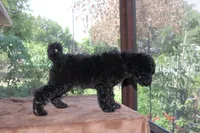AKC Sage 17 Champion Bloodline Pedigree Family Raised Silver Female, a female Poodle - Standard  for sale in Haines City, FL – 3 of 3