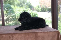 AKC Hazel 17 Champion Bloodlines Family Raised Black Blue Female, a female Poodle - Standard  for sale in Haines City, FL – 3 of 5