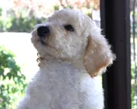 AKC Sunny 17 Champion Bloodlines Family Raised Clearing to White, a male Poodle - Standard  for sale in Haines City, FL – 3 of 3