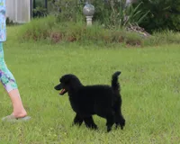 AKC Hazel 17 Champion Bloodlines Family Raised Black Blue Female, a female Poodle - Standard  for sale in Haines City, FL – 3 of 9