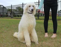 AKC Hazel 17 Champion Bloodlines Family Raised Black Blue Female, a female Poodle - Standard  for sale in Haines City, FL – 7 of 9