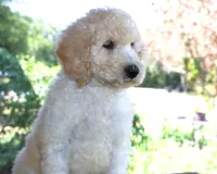 AKC Sunny 17 Champion Bloodlines Family Raised Clearing to White, a male Poodle - Standard  for sale in Haines City, FL – 2 of 3