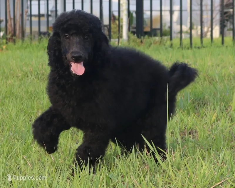 AKC Hazel 17 Champion Bloodlines Family Raised Black Blue Female – Poodle - Standard  puppy for sale in Haines City, FL