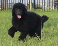 AKC Hazel 17 Champion Bloodlines Family Raised Black Blue Female, a female Poodle - Standard  for sale in Haines City, FL – 1 of 9