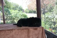 AKC Hazel 17 Champion Bloodlines Family Raised Black Blue Female, a female Poodle - Standard  for sale in Haines City, FL – 5 of 5