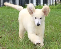 AKC Sunny 17 Champion Bloodlines Family Raised Clearing to White, a male Poodle - Standard  for sale in Haines City, FL – 6 of 7
