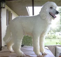 AKC Hazel 17 Champion Bloodlines Family Raised Black Blue Female, a female Poodle - Standard  for sale in Haines City, FL – 8 of 9